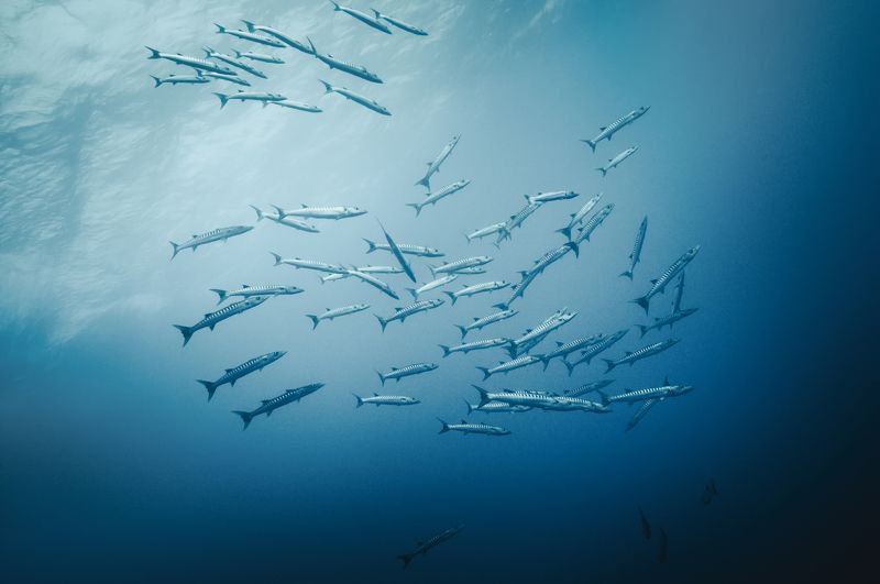 Стая фото превью