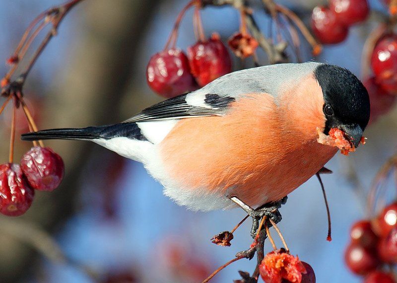 Снегири фото превью