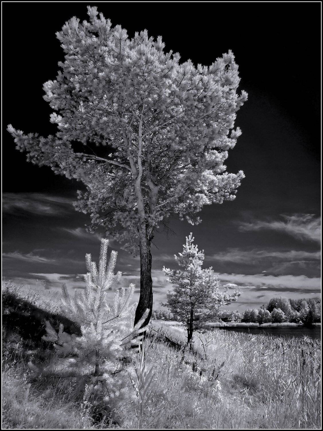 infrared,ик-фото,инфракрасное фото,инфракрасная фотография,пейзаж,природа,беларусь,лето, Sixten ( Сергей )