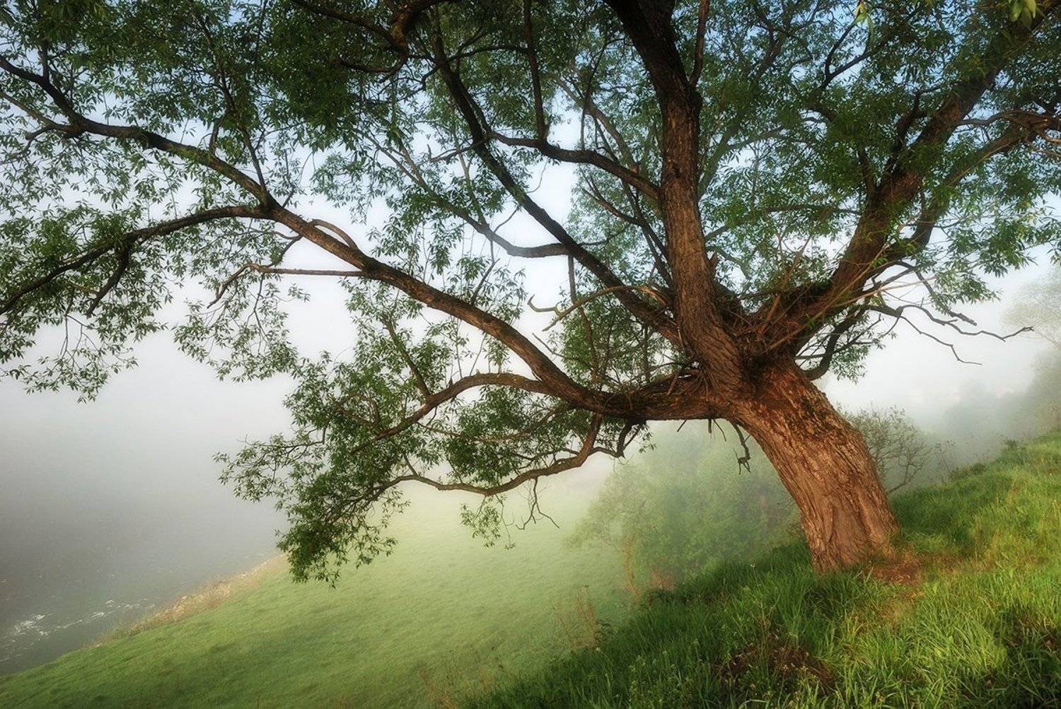 карпаты, утро, река, d80, Лопухов Сергей