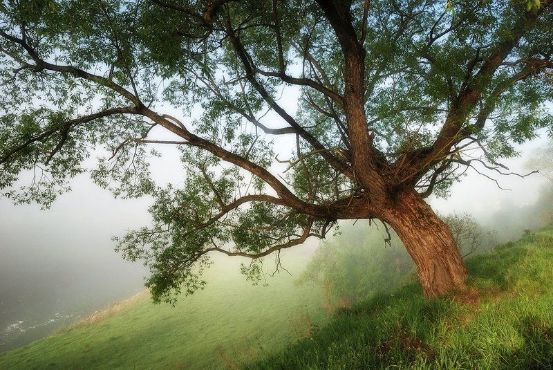 карпаты, утро, река, d80 Майское утро на Белом Черемоше фото превью