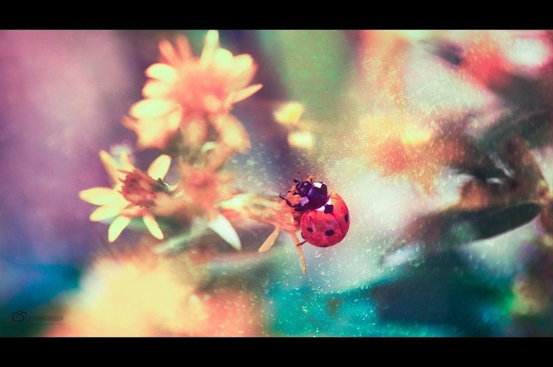 Insects, Ladybug, Nature story about ladybug фото превью