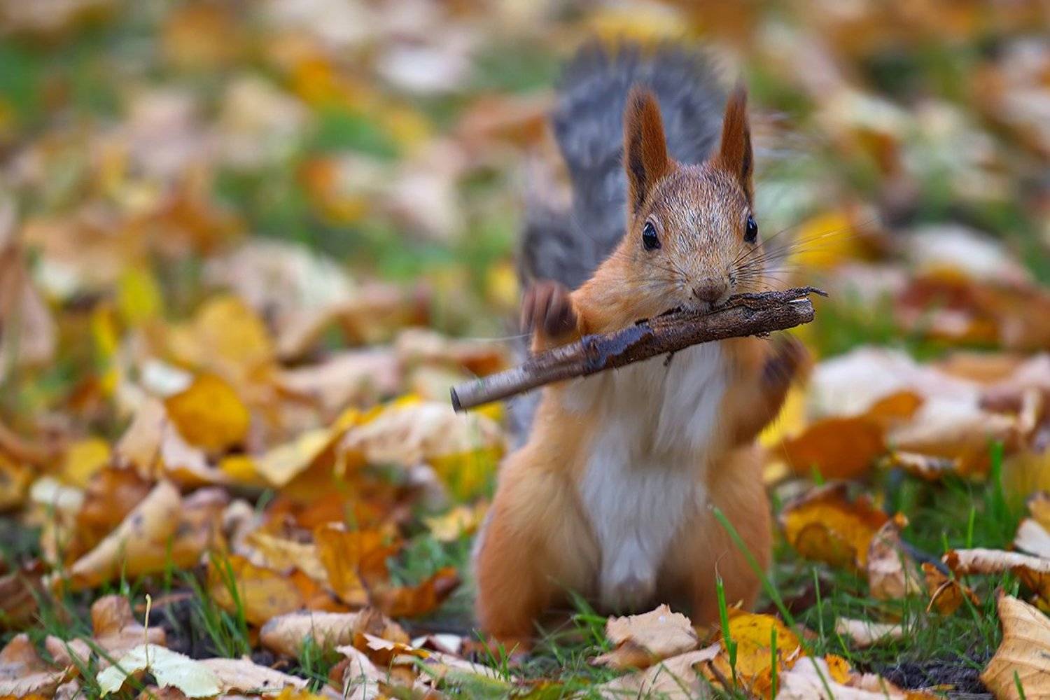 белка, животные, млекопитающие, природа, осень, Елена Соловьёва