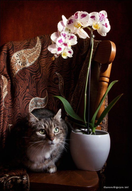 Натюркотики, Орхидея, Рыжий кот, Стул, Чёрный кот Моя семья и другие животные фото превью