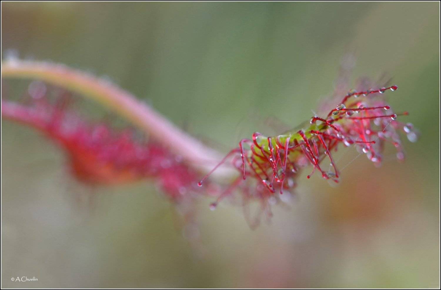 росянка липкие пальцы, Александр Чувилин