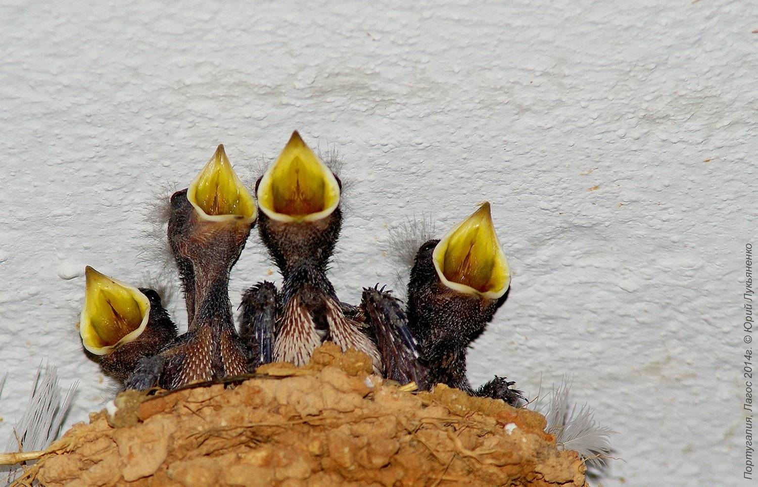 , Юрий Лукьяненко (o4spok)