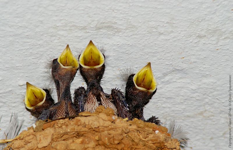 Квартет фото превью