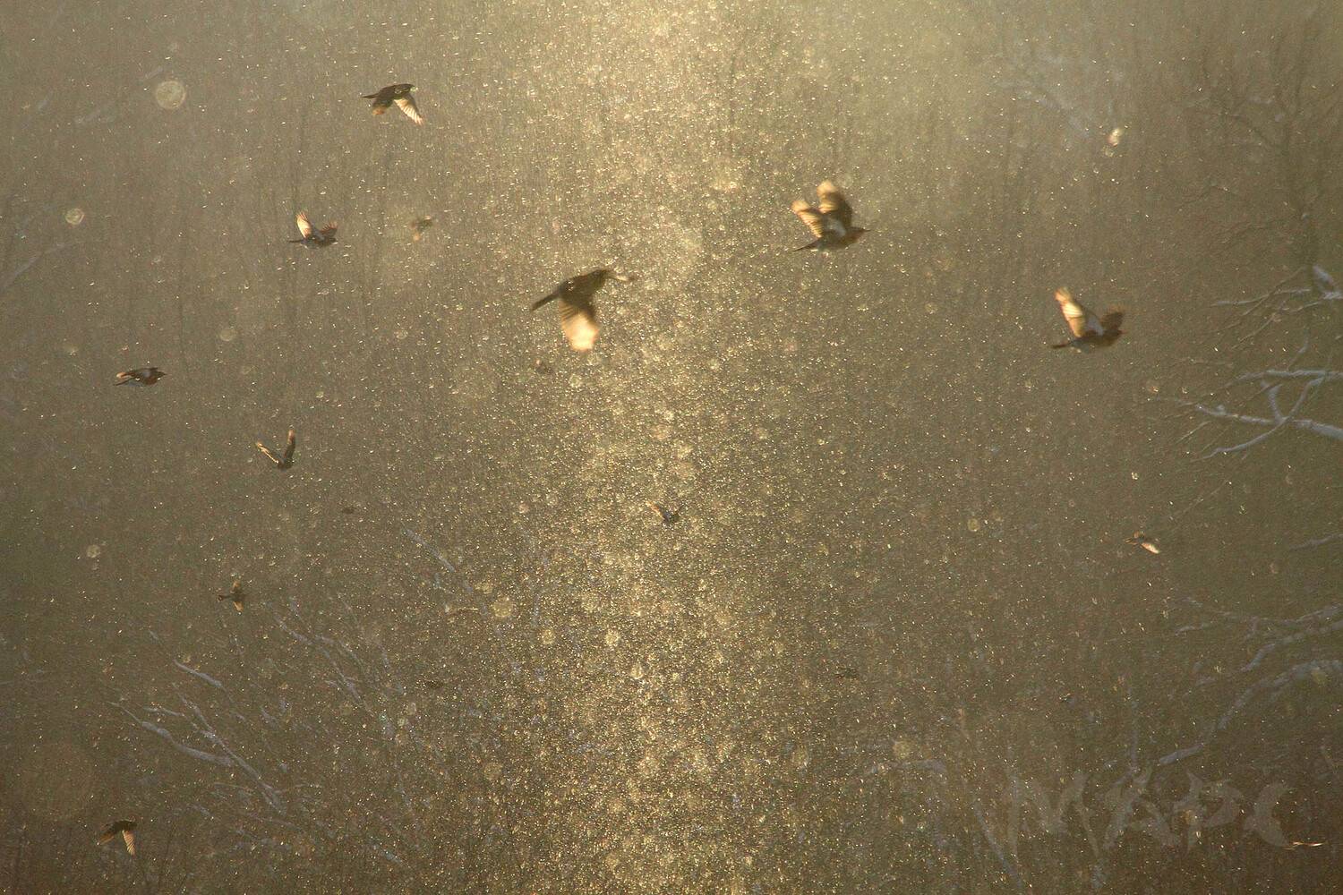 животные птицы дрозды иней зима солнце, Шангареев Марс