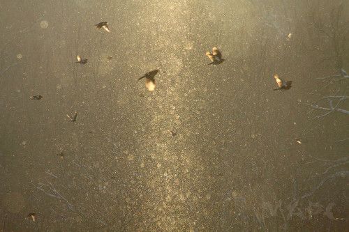 Золотые птицы