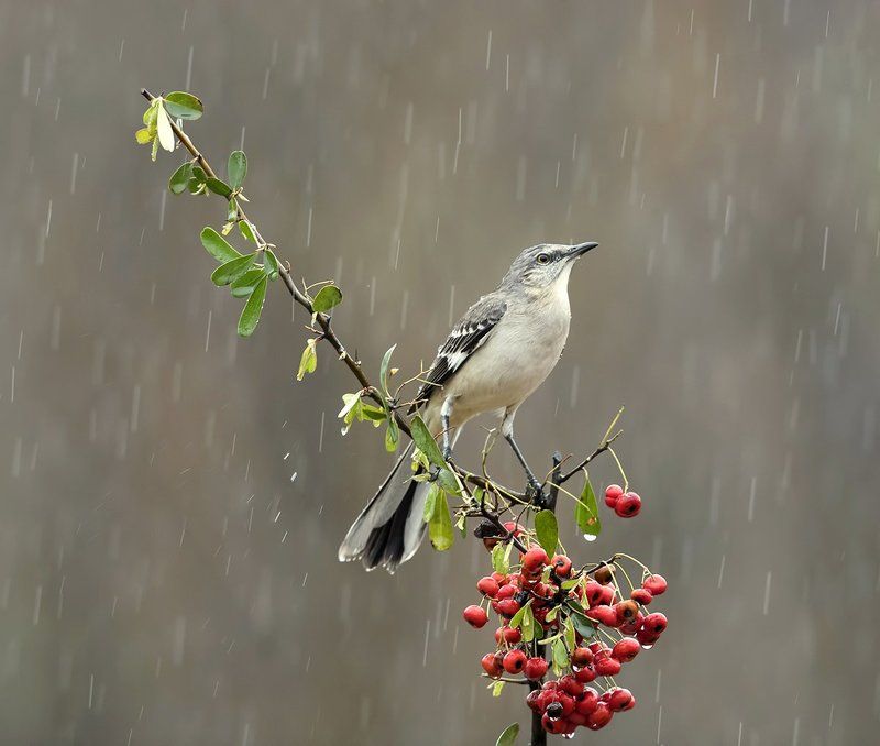 многоголосый пересмешник, northern mockingbird, пересмешник Многоголосый пересмешник -Northern Mockingbird фото превью