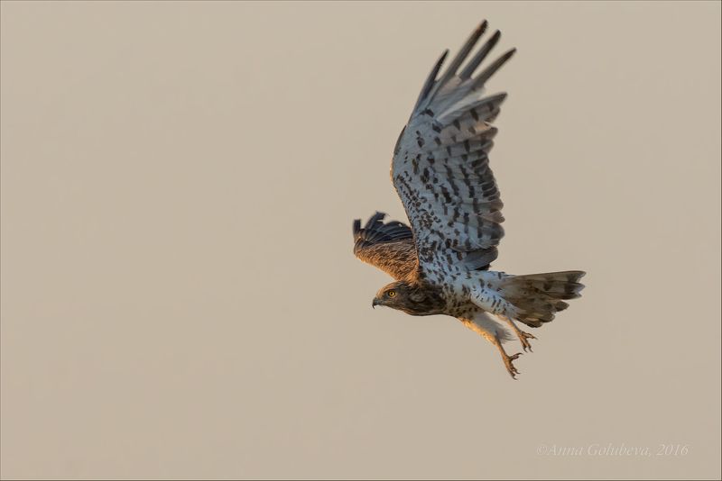 птицы, природа, хищник, circaetus gallicus, змееяд, лето, август, 2016, краснодарский край В лучах заходящего солнца фото превью