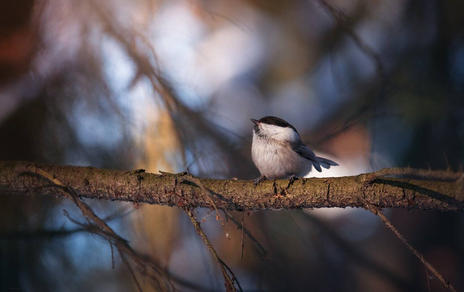 природа, лес, животные, птицы, Дмитрий Посевич