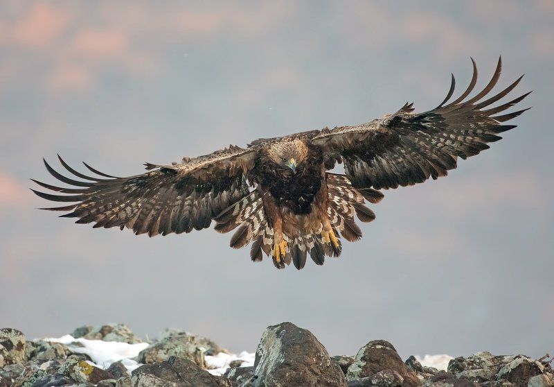 Скален Орел  Aquila chrysaetos