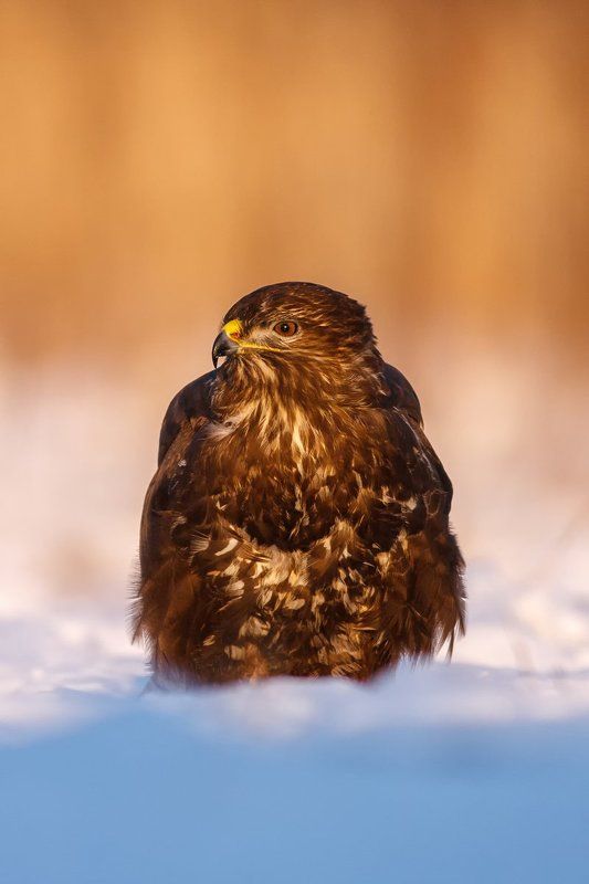 ... фото превью