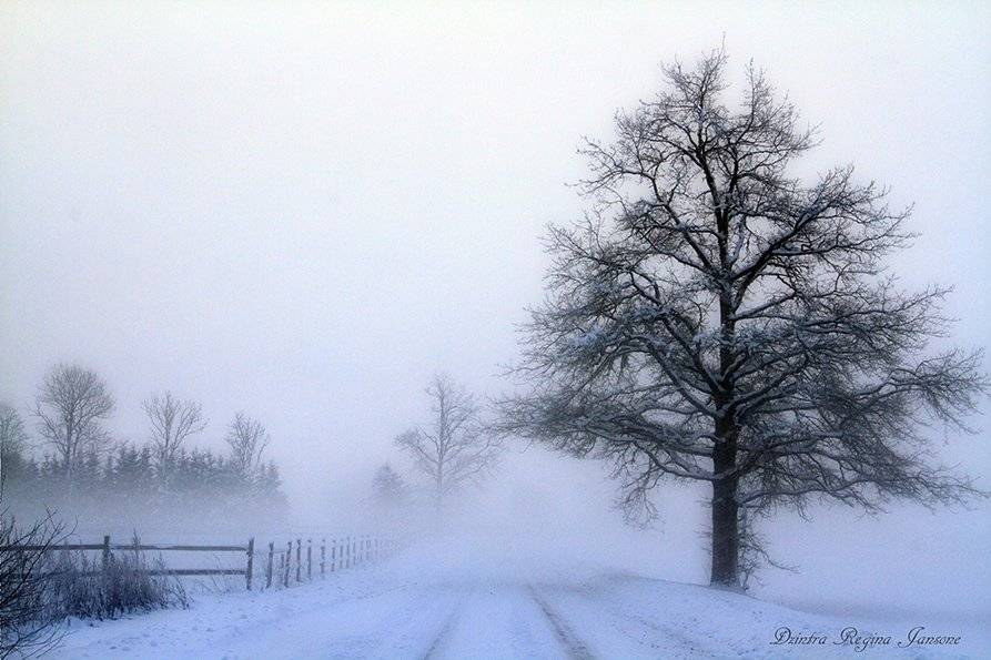 road, in the mist,winter,snow,landscape,, DZINTRA REGINA JANSONE