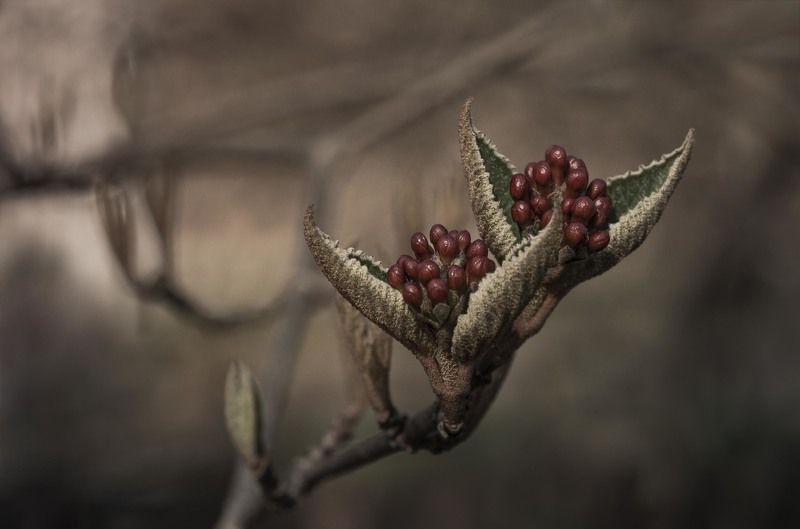 На заре цивилизации фото превью