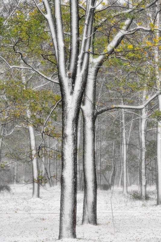 * * * фото превью