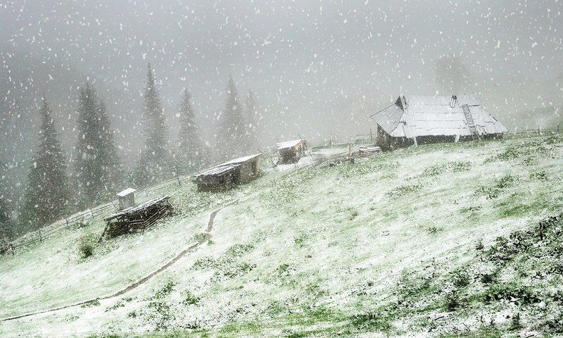 карпаты, снег, ели, d80 Майский снег в карпатах фото превью