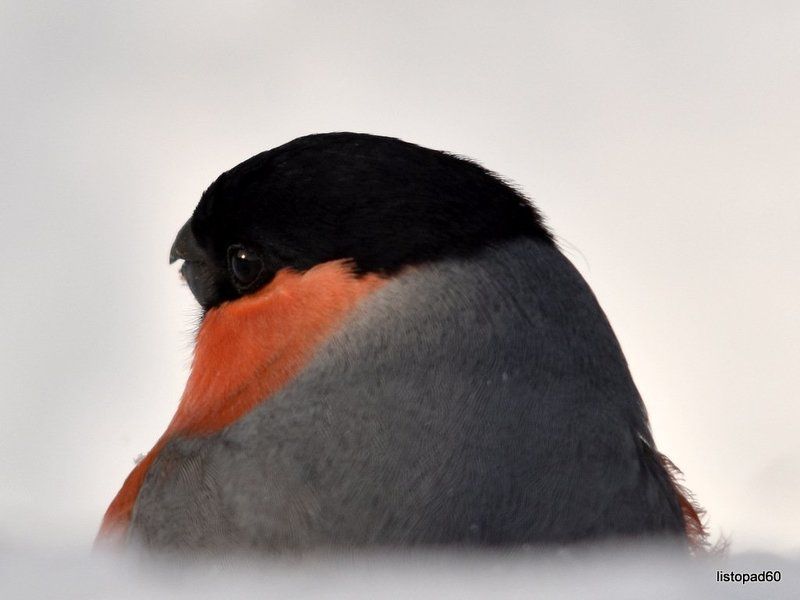 листопад Красотище фото превью