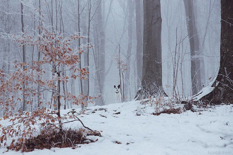 *** фото превью