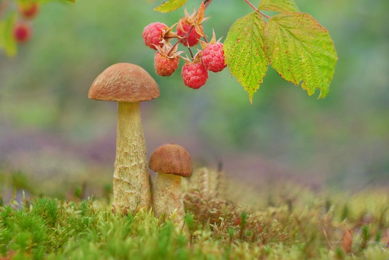 В коричневом берете, самый вкусный гриб на свете фото превью
