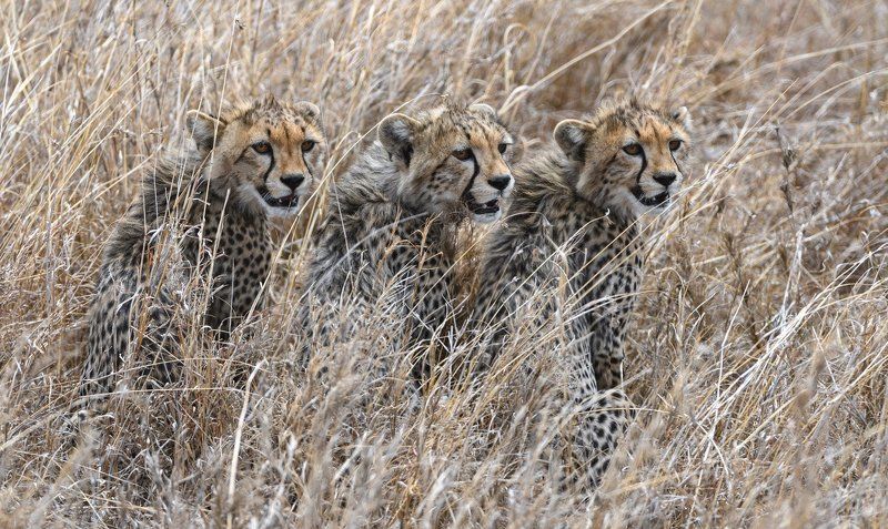 Котята по-африкански фото превью