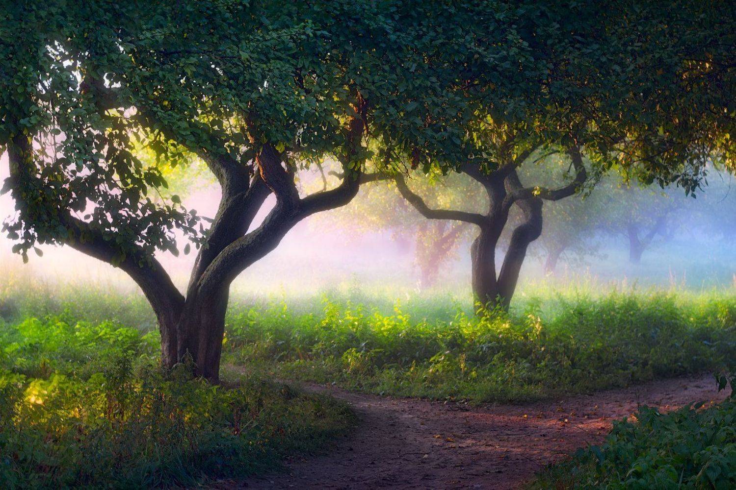 лето, вечер, свет, туман, деревья,, Сергей Шабуневич