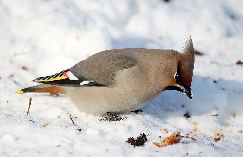 Свиристели фото превью
