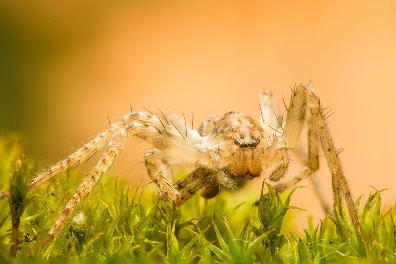 Tegenaria domestica фото превью