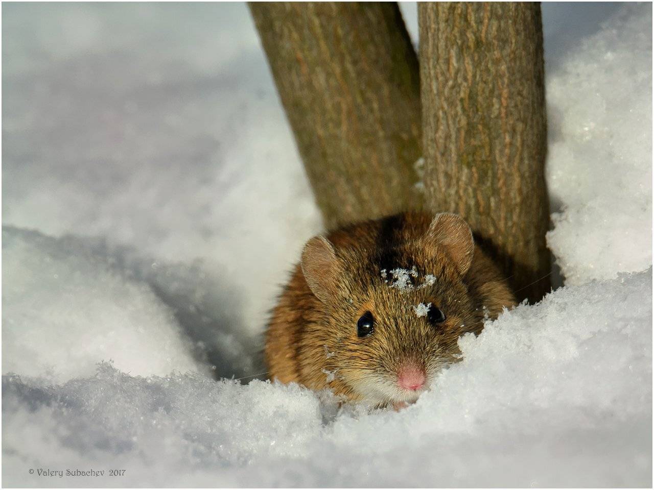 , Валерий Субачев