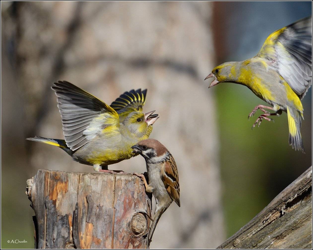 кормушка зеленушки воробей драка, Александр Чувилин