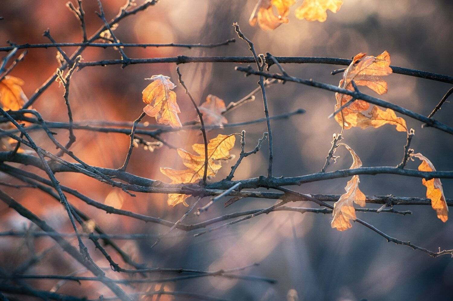 nikon d90, sigma 70-300, Tihomir Petkov