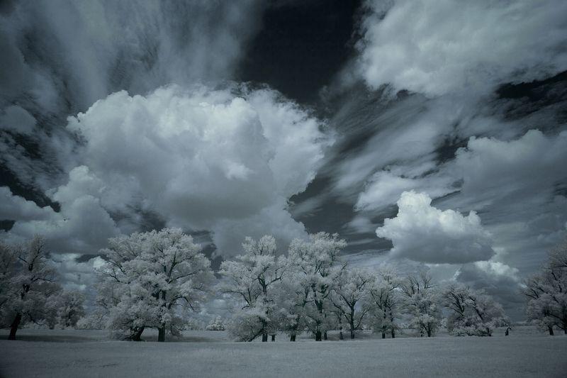 инфракрасный,фильтр,пейзаж,небо,облака,деревья,ir,infrared,landscape, Облака фото превью