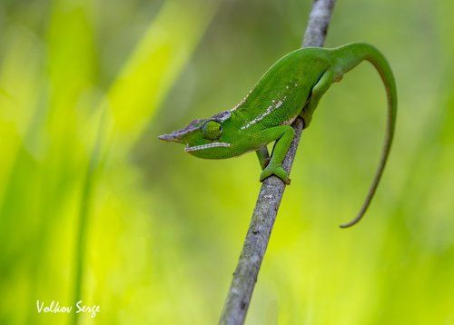 Хамелеонья радуга