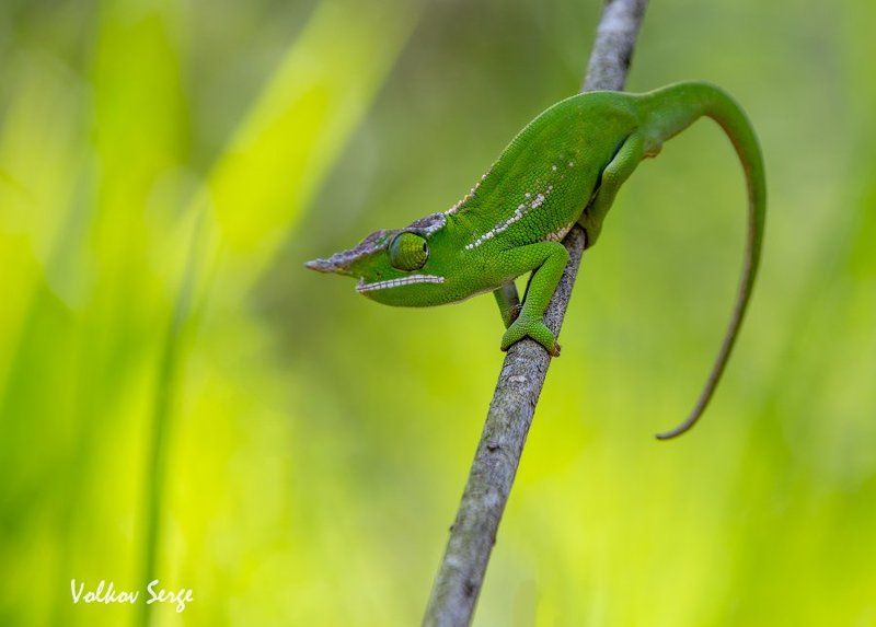 Chamaeleonidae, Дикая природа, Дикие животные, Мадагаскар, Рептилии, Хамелеон Хамелеонья радуга фото превью