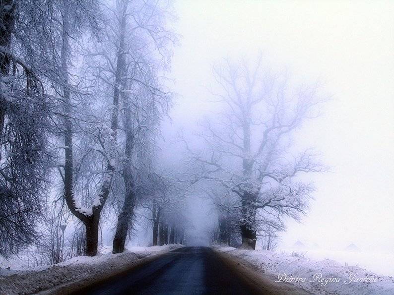 road, in the mist,winter,snow,landscape,fog,, DZINTRA REGINA JANSONE