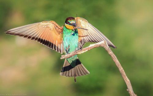 European Bee-Eater