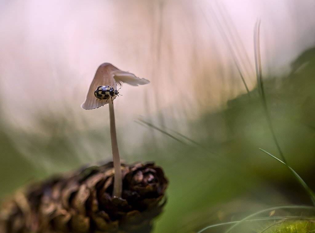 Божья коровка, желтая, жуки, насекомые, броня, крыло, короткие усы, облачно, гриб, прозрачный, падение, древесина, картина, красота, фон, природа, макрос., Виктор