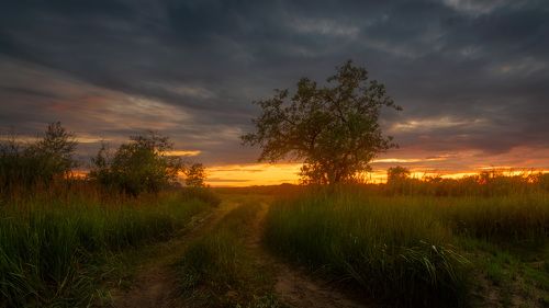 У дикой яблони на закате дня