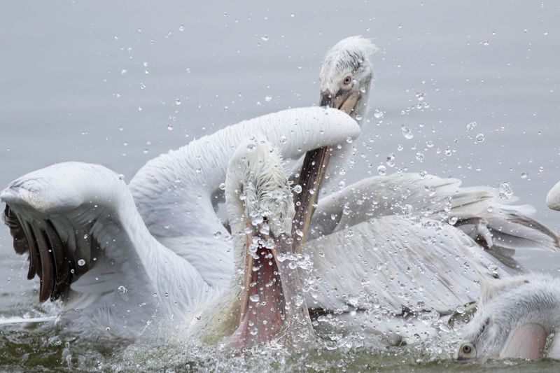 Я первый! фото превью
