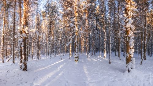Славный день в лесу