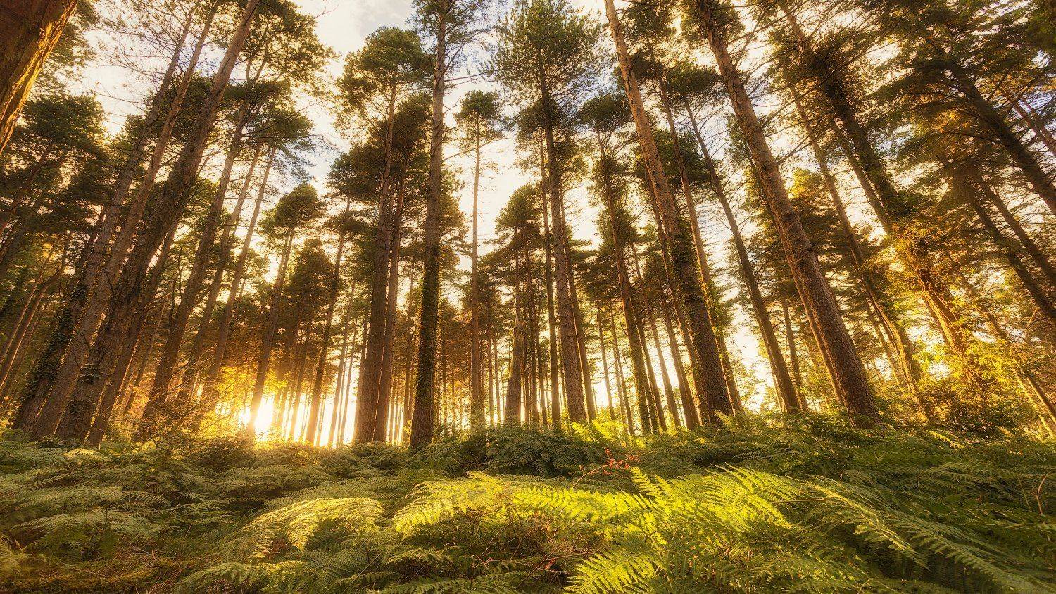 , Рашид Хайданов