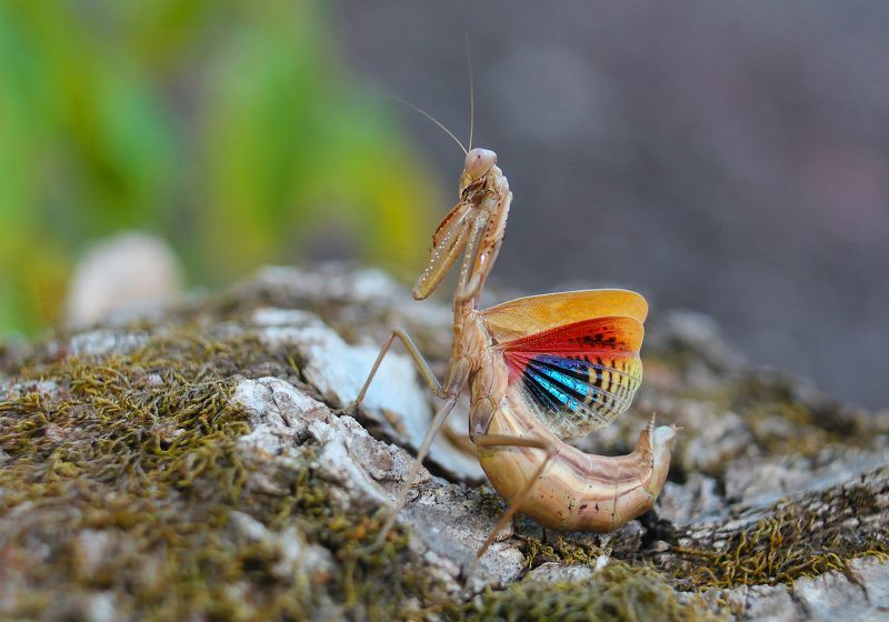 Пятнистокрылый богомол (Iris polystictica). фото превью
