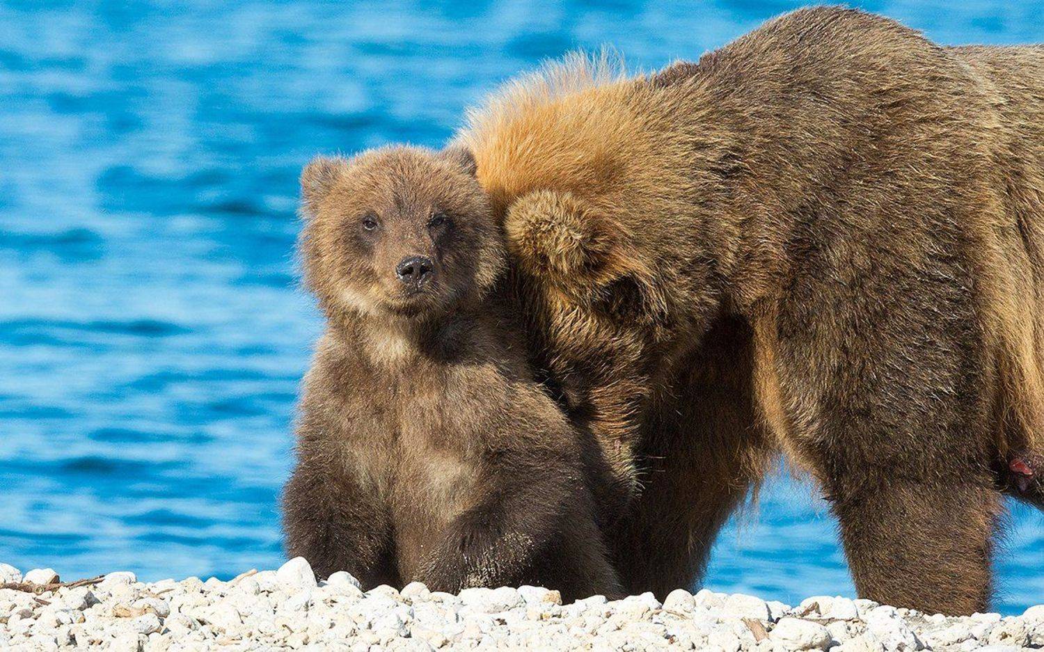 Медведь, Камчатка, Власов Егор