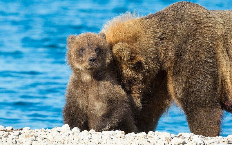 Медведь, Камчатка С любимой мамой фото превью
