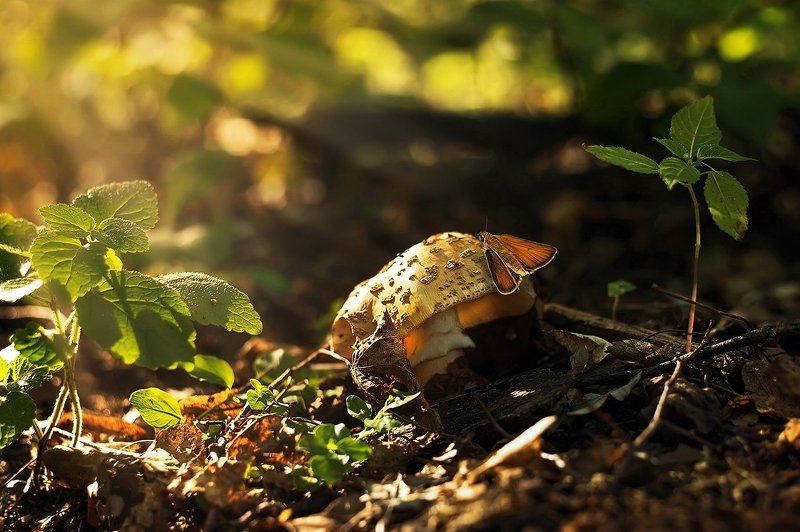 О! Грыбочек... фото превью