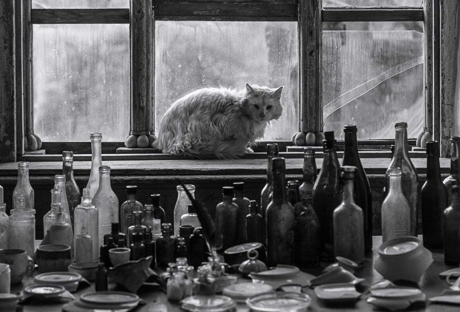 , Алексей Шамашов