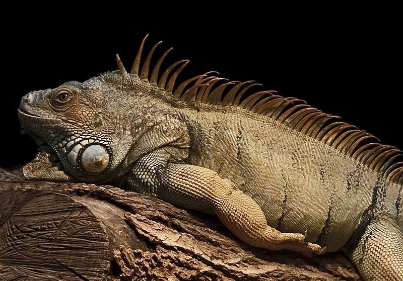 Iguana фото превью