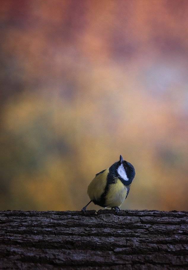 природа, лес, животные, птицы, Дмитрий Посевич
