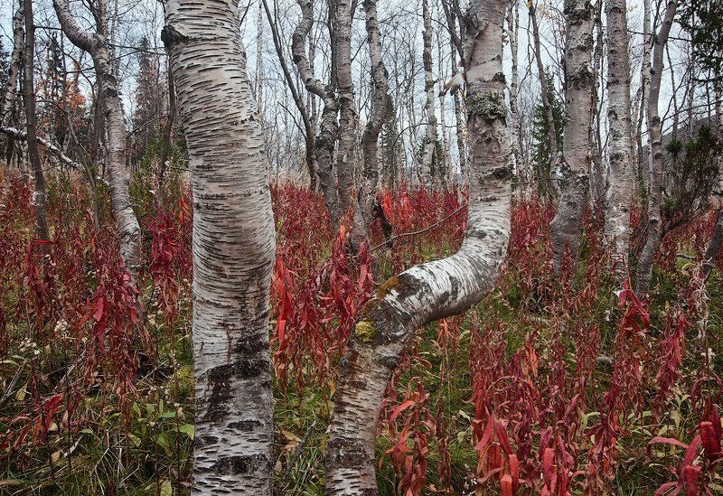 Березовое криволесье фото превью